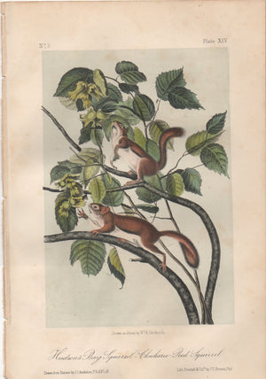 Audubon Original Octavo Mammal, Hudsons Bay Squirrel, plate 14