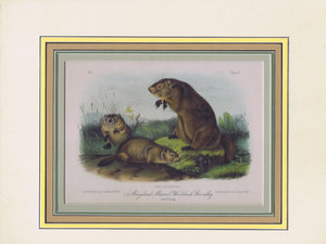 Original Audubon Octavo Quadruped Matted, Maryland Woodchuck, plate 2