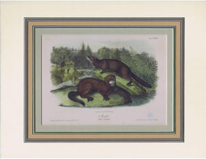 Original Audubon Octavo Quadruped Matted, Mink, plate 33