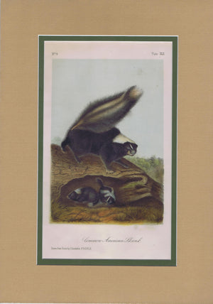 Original Audubon Octavo Matted, Skunk, plate 42