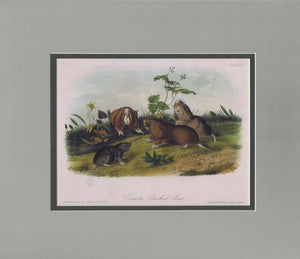 Original Audubon Octavo Quadruped Matted, Canada Pouched Rat, plate 44