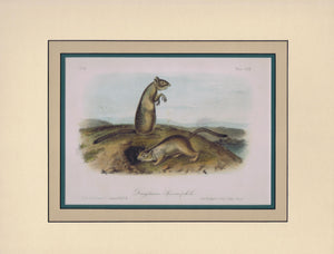 Original Audubon Octavo Quadruped Matted, Douglass Spermophile, plate 49