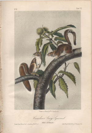 Audubon Original Octavo Mammal, Carolina Gray Squirrel, plate 7