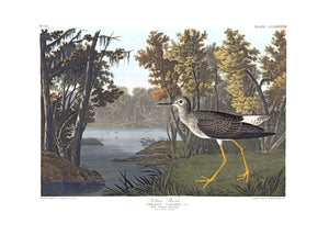 Yellow Shank