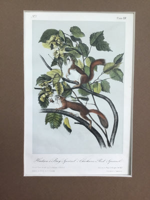 Audubon Original Octavo Quadruped 14, Hudson’s Bay Squirrel