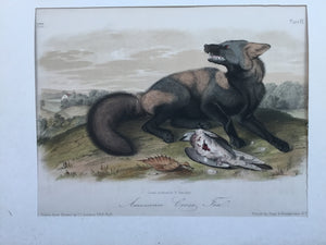 Audubon Original Octavo Quadruped 6, American Cross Fox