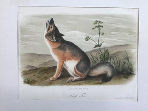 Audubon Original Octavo Quadruped 52, Swift Fox