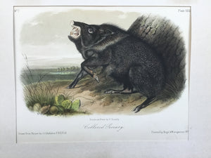 Audubon Original Octavo Quadruped 31, Collard Peccary