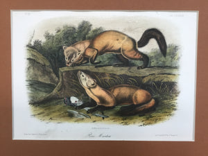 Audubon Original Octavo Quadruped 138, Pine Marten