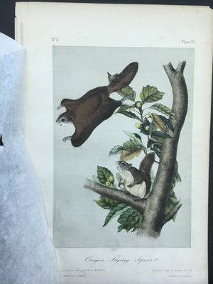 Audubon Original Octavo Quadruped 15, Oregon Flying Squirrel
